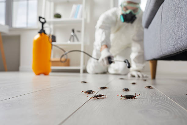 Post-Treatment Bed Bug Interceptor Monitoring in Fairway